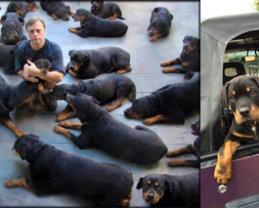 rottweilers