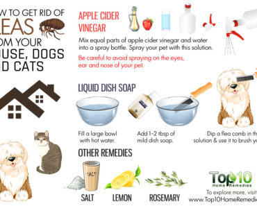 fleas