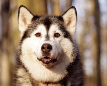 husky