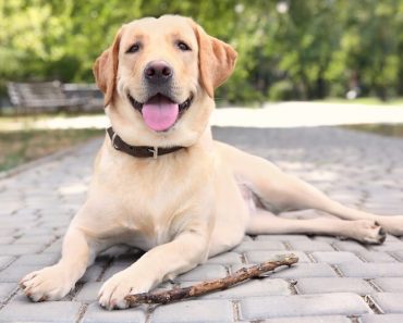 Labrador Names Feature