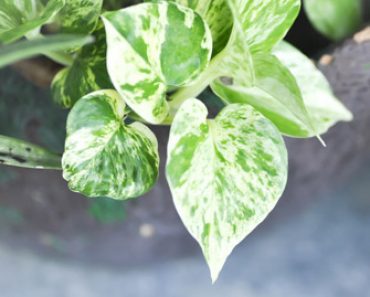 Silver vine