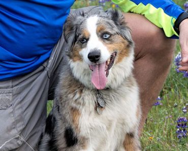 Dangerous Dogs In Your Neighborhood?