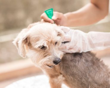 Dog Being Treated for Fleas