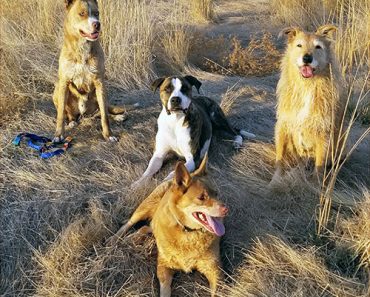 Happy Thanksgiving - Whole Dog Journal