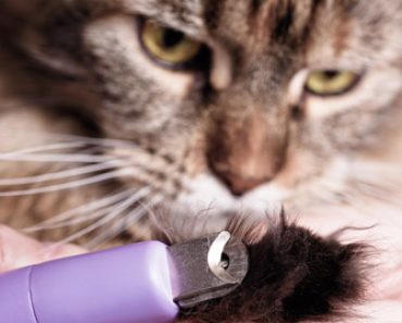 Cat nail traim