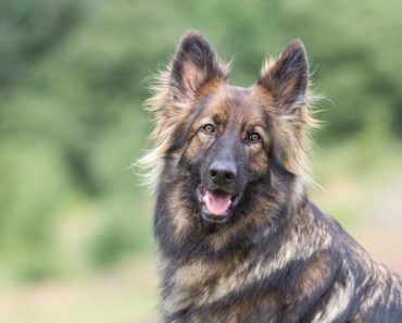 Sable German Shepherd Feature