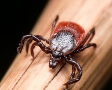 Deer tick