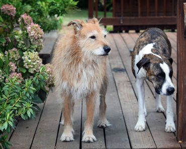 Why Play Is Important For Dogs