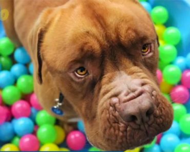 Your Dog’s Guilty Look May Come From Wolves