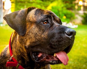 Presa Canario Feature
