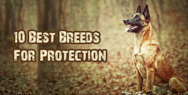 10 Best Breeds For Protection