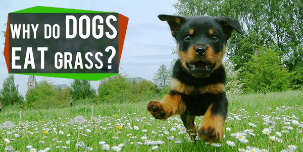 Dogs Eat Grass