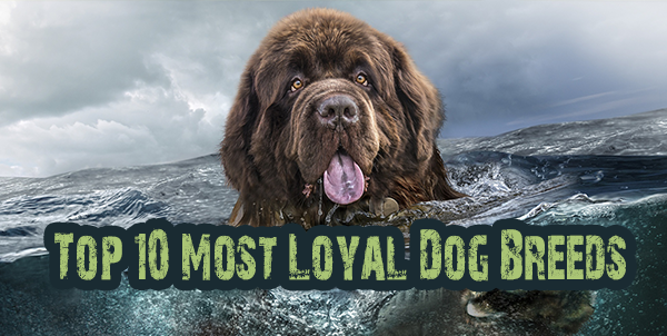 Loyal Dog Breeds