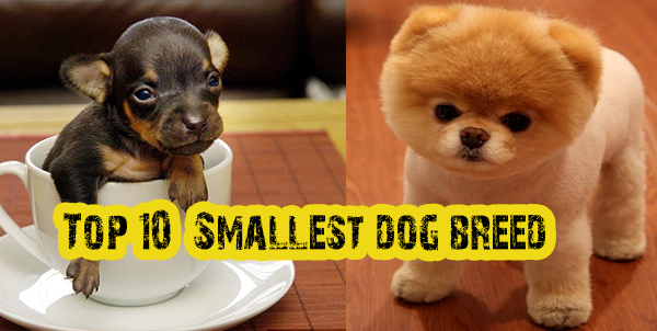 top 10 smallest dogs in the world