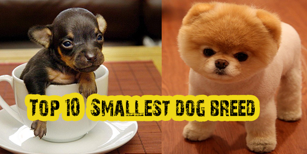 10 smallest dogs