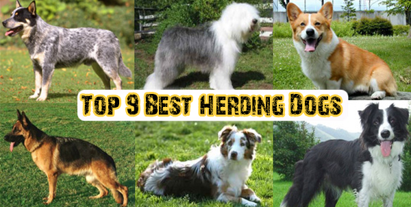 Herding Dogs