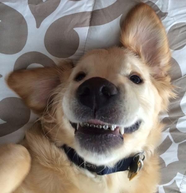 Dog Braces