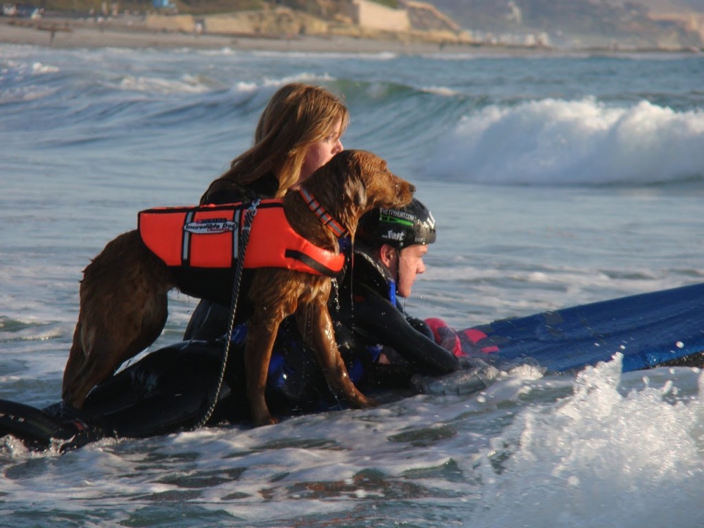 Dog Surfer