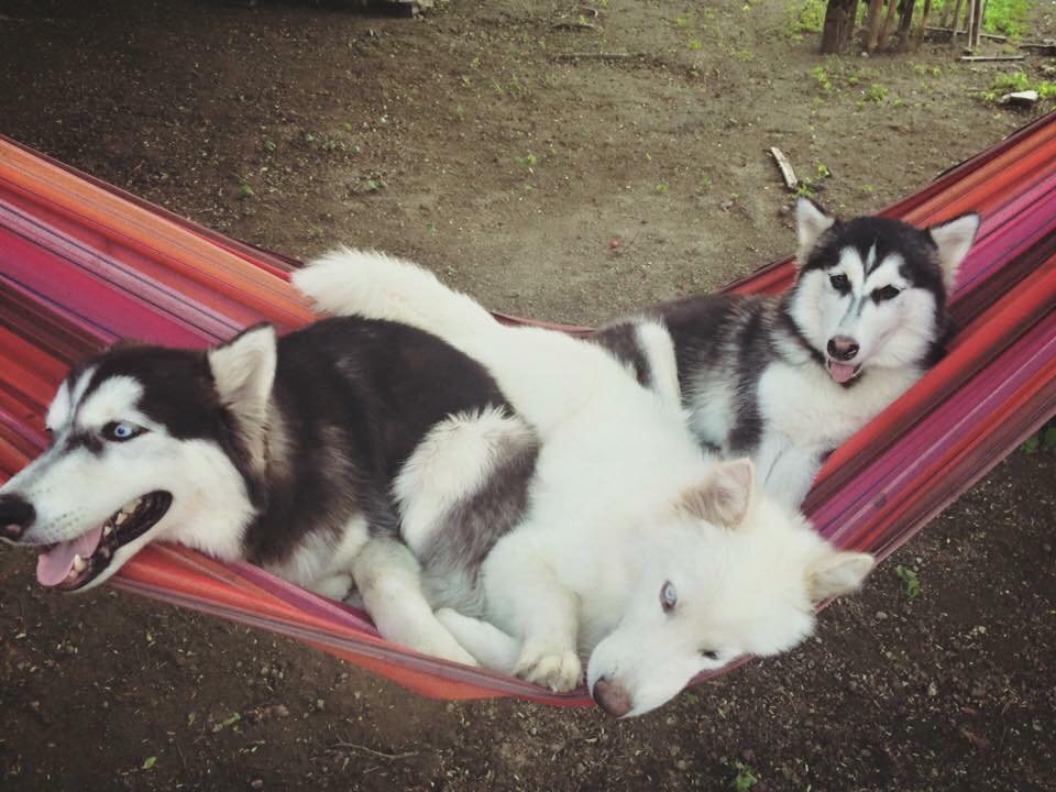 huskies