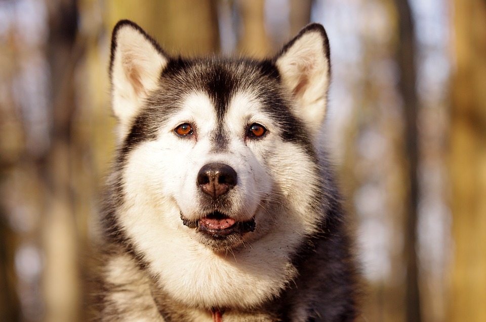 husky