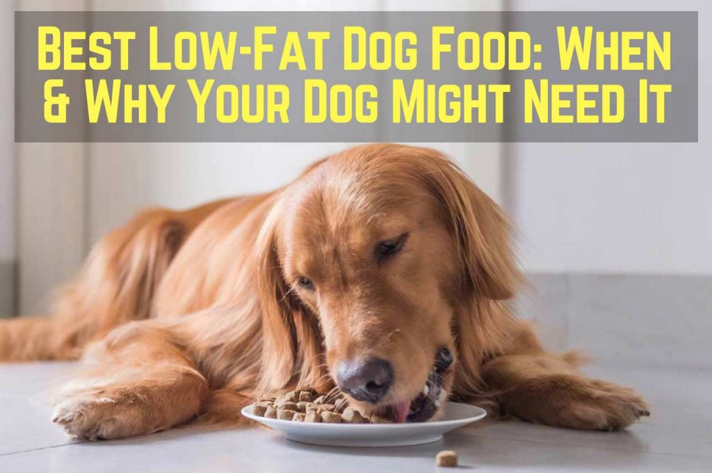Low Fat Dog Food When & Why Your Dog Need It Dogs Addict