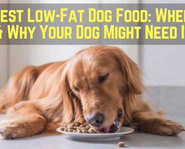 Adult Dry Dog Food
