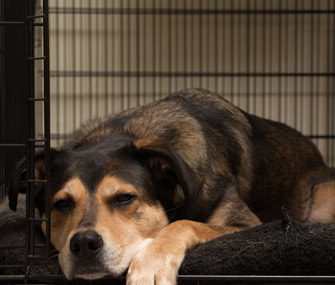 Dog in crate