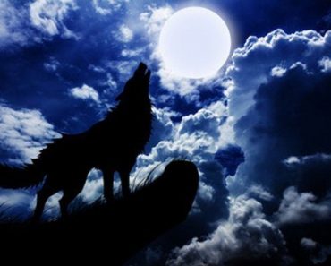 Dogs Howl