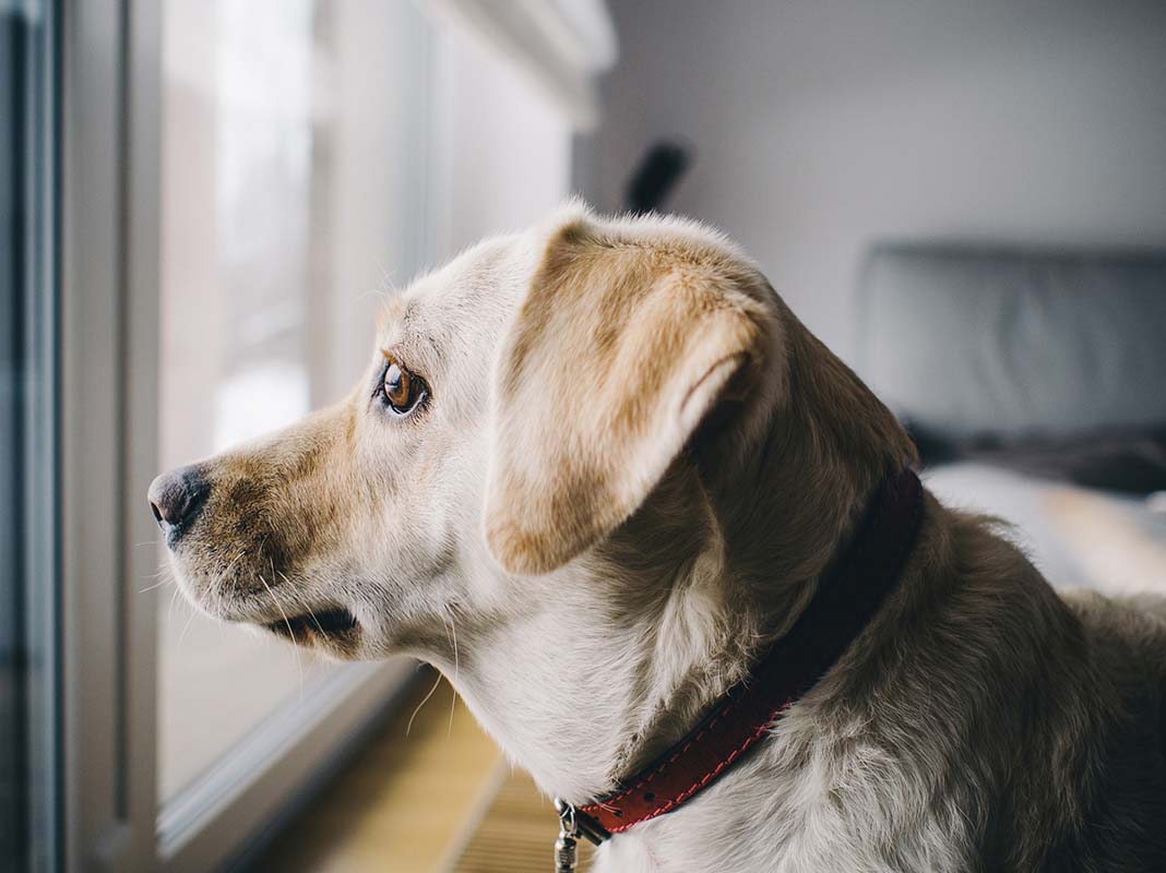 Tips And Tricks For Fixing Issues Related To Dogs Dogs Addict