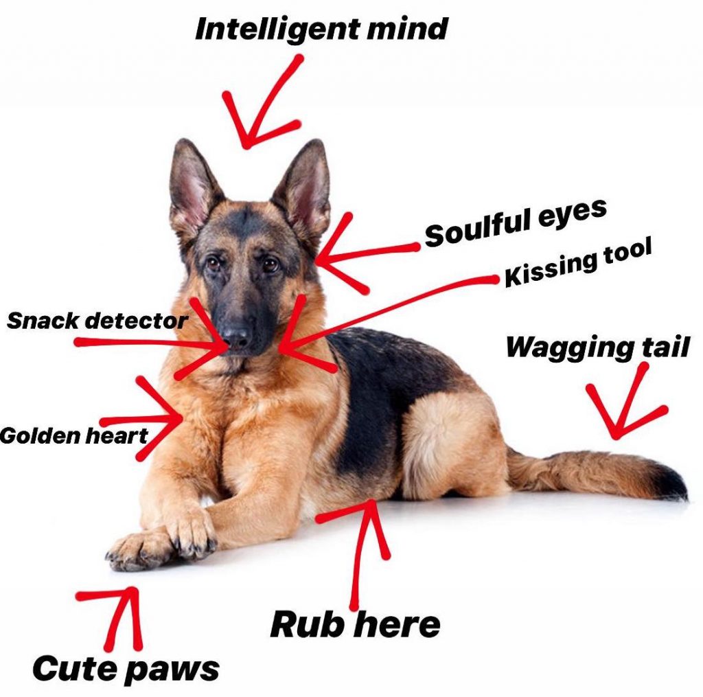 German Shepherd Anatomy