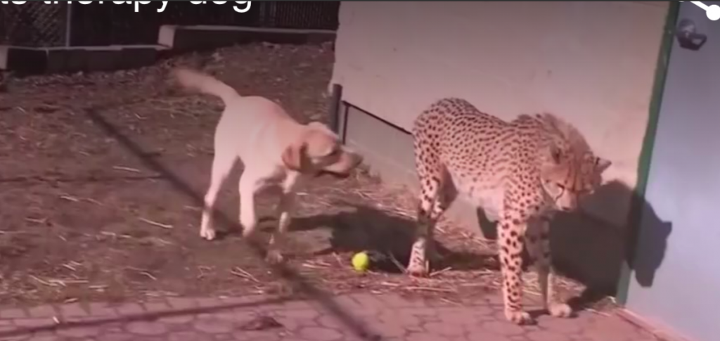 cheetah