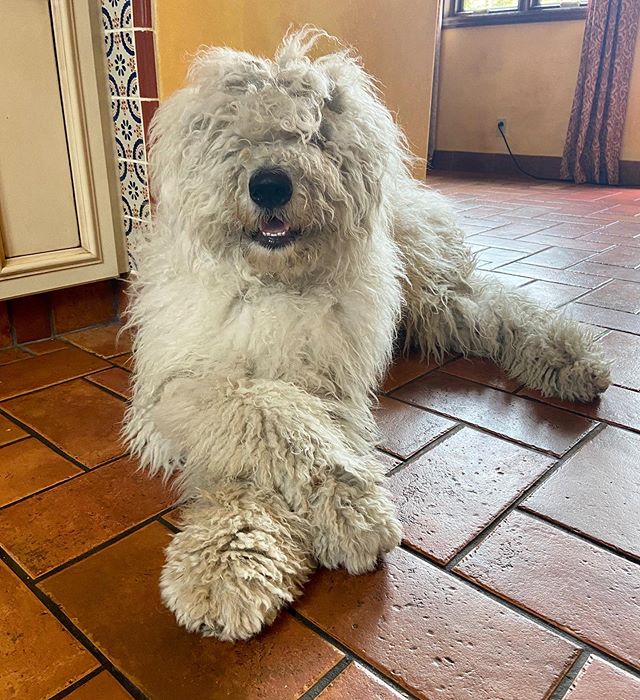 Top 10 Breeds That Require Regular Grooming Dogs Addict