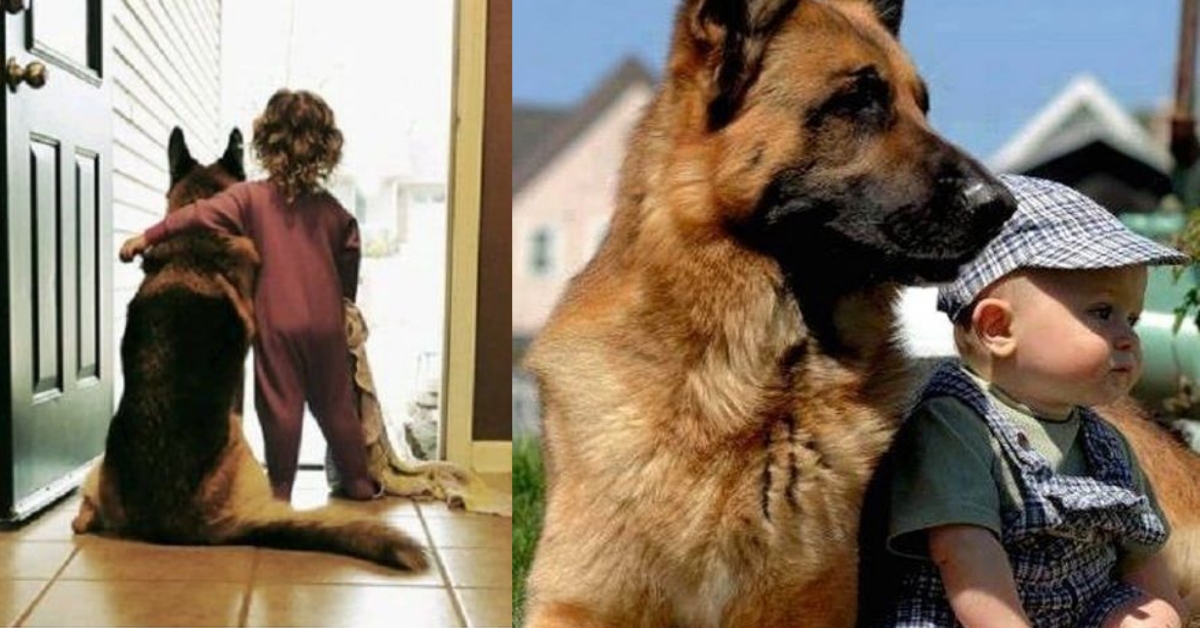 14 Pics Proving German Shepherds Are Dangerous For Kids! Dogs Addict