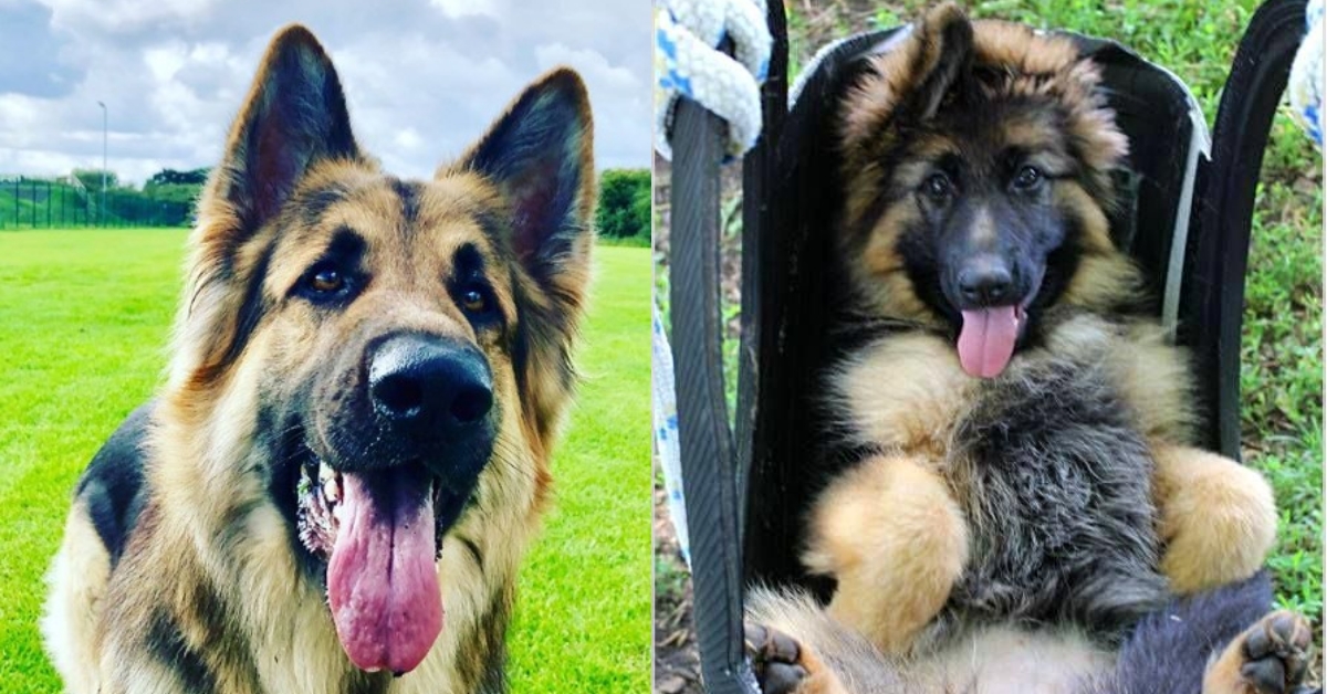 14 Nutrition Rules To Keep Your German Shepherd Healthy