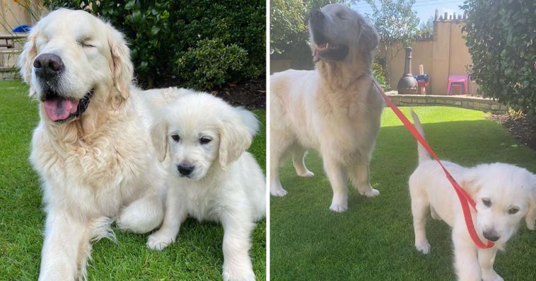 Blind Golden Retriever