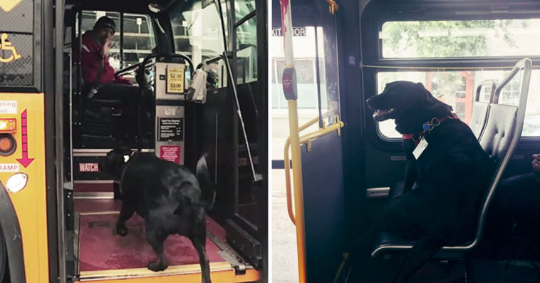 Dog Rides The Bus