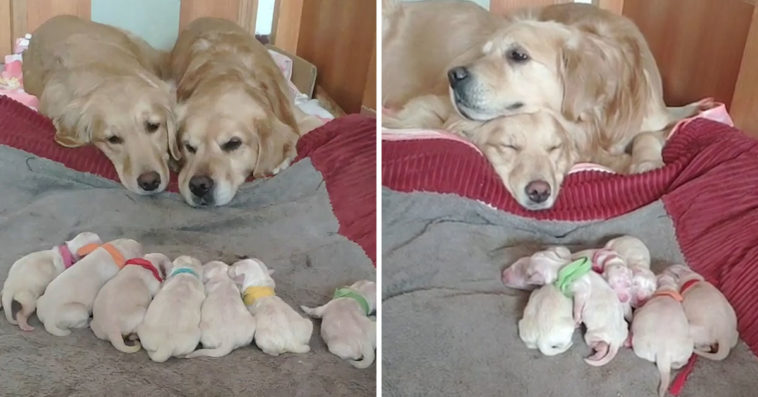 Golden Retriever Parents