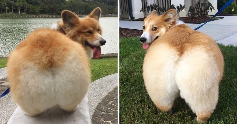Corgi Butts