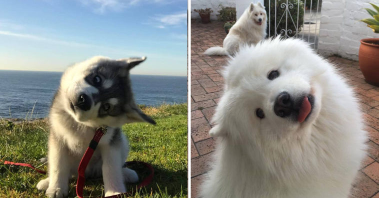 Adorable Photos Of Dogs