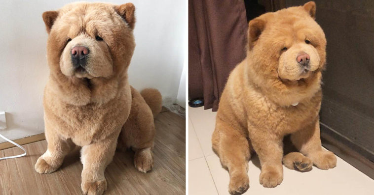 Fluffy Chow Chow Dog