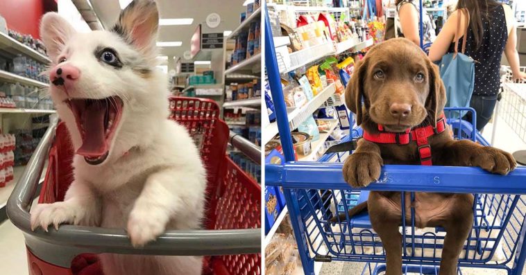 Cute Dogs That Love Shopping