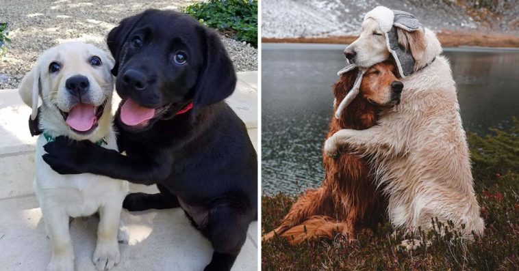 Dogs Hugging Their Soulmates