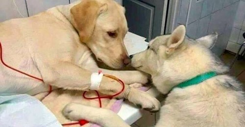 Veterinarian Has A Comfort Dog Assistant