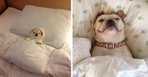 Why You Should Let Your Dog Sleep In Your Bed