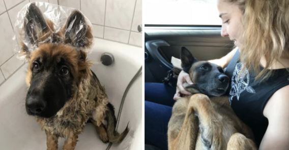 our dogs have our hearts