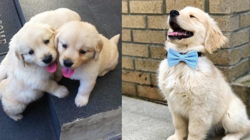 GOLDEN RETRIEVER PUPPY