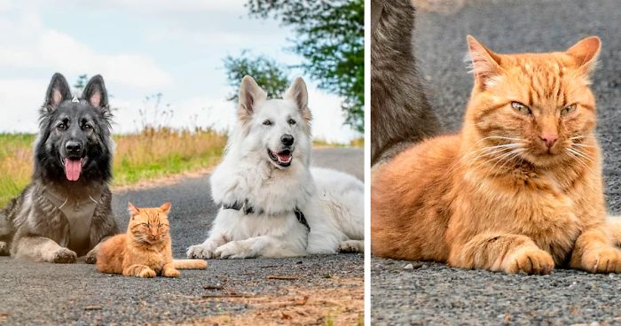 Dogs Help Raise Rescue Kitten