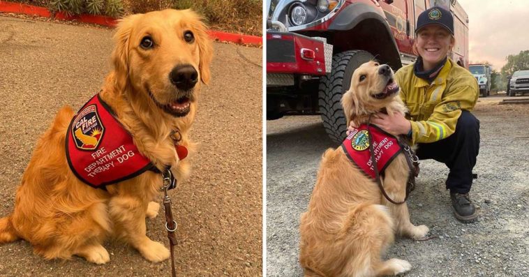 Golden Retriever Visits Overworked Firefighters