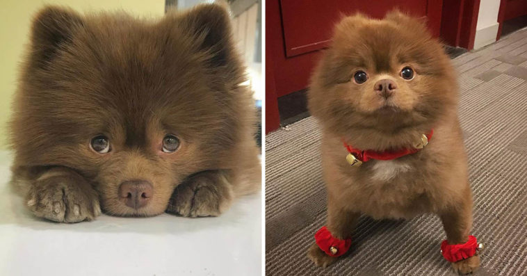 Breeder Abandoned 5-Month-Old Pomeranian