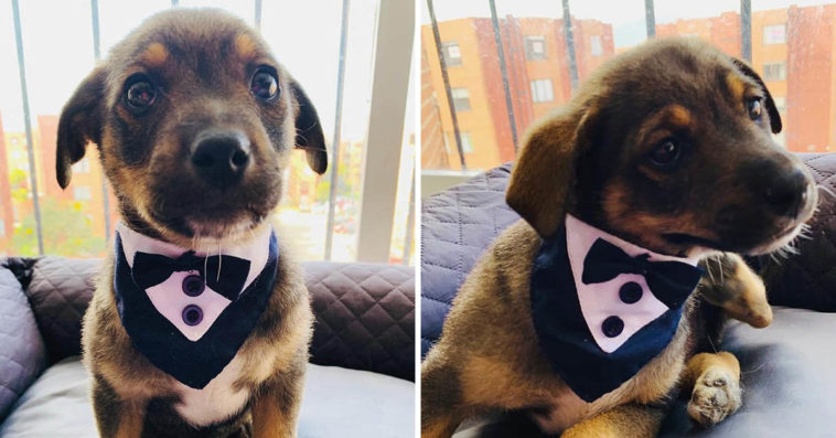 Shelter Puppy Was Dressed In A Tuxedo To Greet His New Family